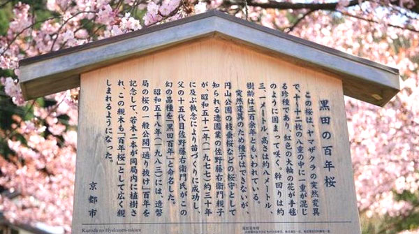 黒田百年桜