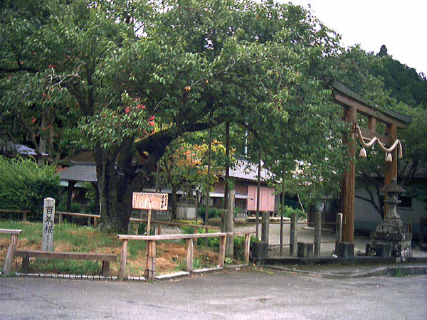 黒田百年桜